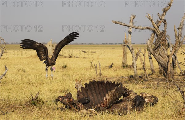 Black-backed Jackal (Canis mesomelas) and Hooded Vulture (Necrosyrtes monachus) at the carcass of a Cape Buffalo (Syncerus caffer caffer)