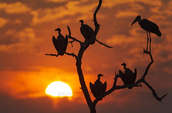 White-backed Vultures (Gyps africanus) and Marabou Stork (Leptoptilos crumeniferus)