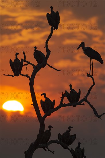 White-backed Vultures (Gyps africanus) and Marabou Stork (Leptoptilos crumeniferus)