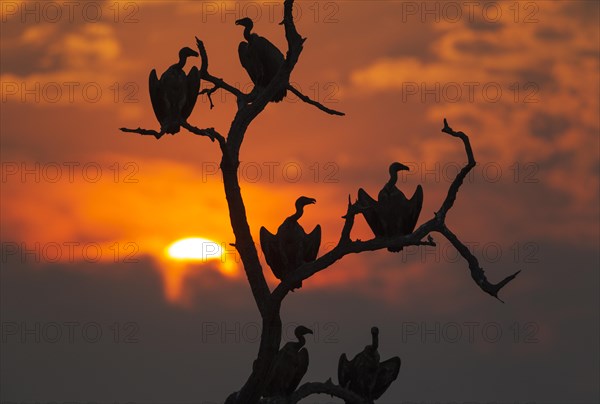 White-backed Vulture (Gyps africanus)