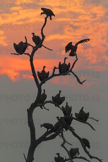 White-backed Vulture (Gyps africanus)