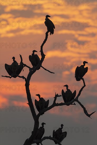 White-backed Vulture (Gyps africanus)