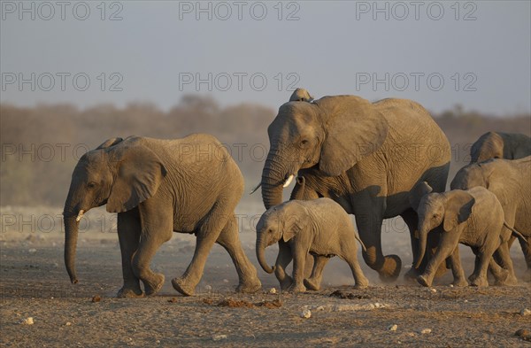 African elephant (Loxodonta africana)