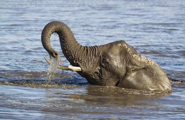 African elephant (Loxodonta africana) female having fun at waterhole