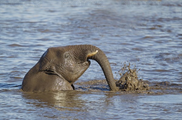 African elephant (Loxodonta africana) female having fun at waterhole