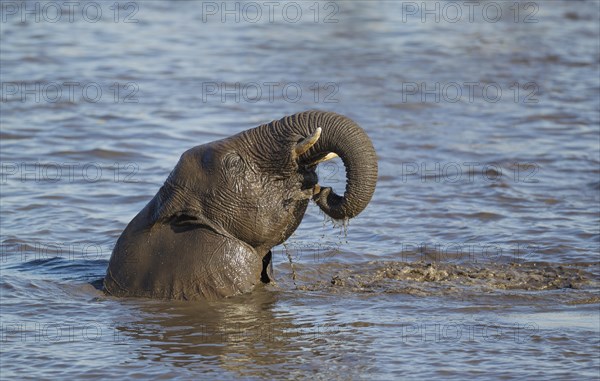 African elephant (Loxodonta africana) female having fun at waterhole