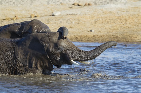 African elephants (Loxodonta africana)