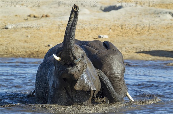 African elephants (Loxodonta africana)