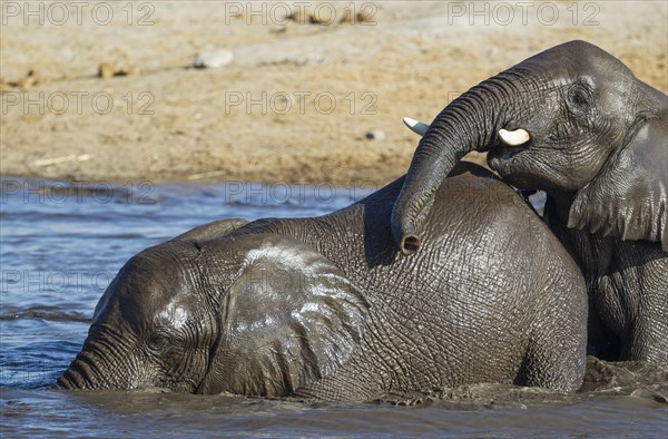 African elephants (Loxodonta africana)