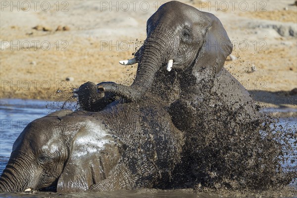 African elephants (Loxodonta africana)