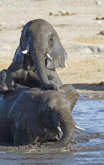 African elephants (Loxodonta africana)