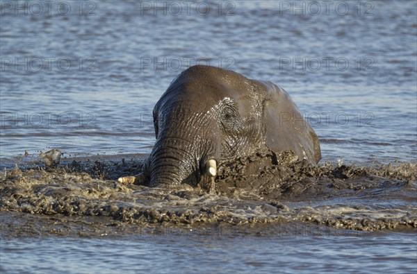 African elephant (Loxodonta africana) female having fun at waterhole