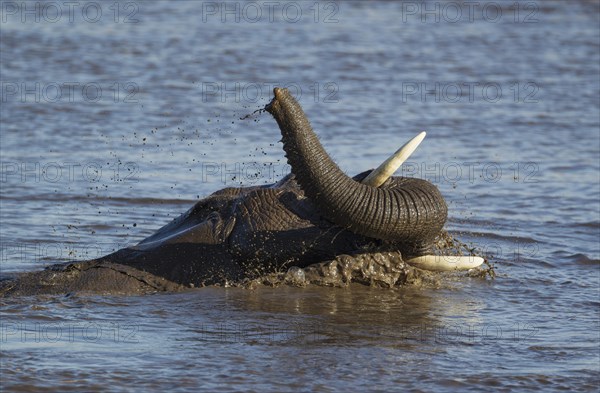 African elephant (Loxodonta africana) female having fun at waterhole