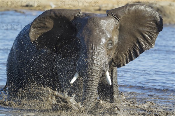 African elephant (Loxodonta africana) female having fun at waterhole