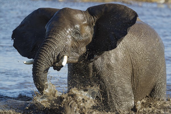 African elephant (Loxodonta africana) female having fun at waterhole