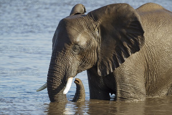 African elephant (Loxodonta africana) female at waterhole