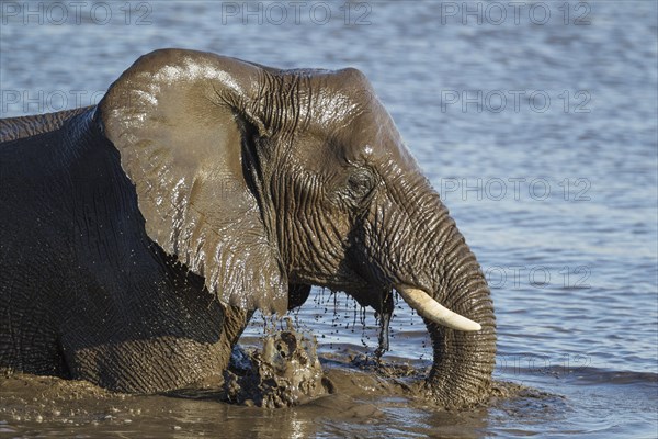 African elephant (Loxodonta africana) female having fun at waterhole