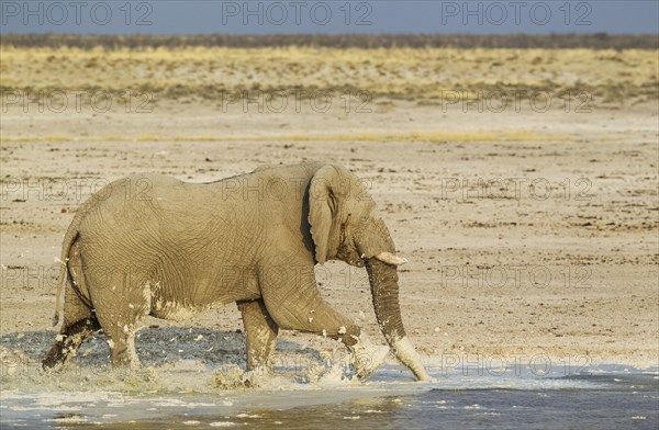 African bush elephant (Loxodonta africana)