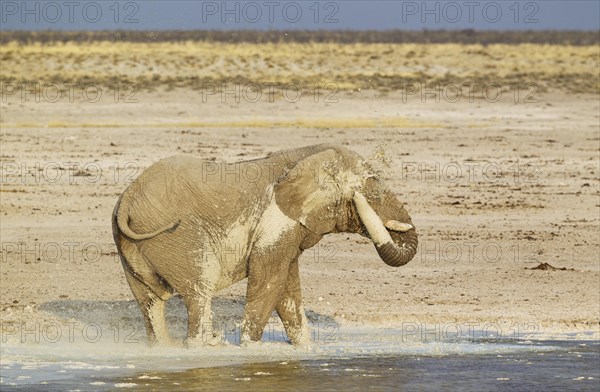 African bush elephant (Loxodonta africana)