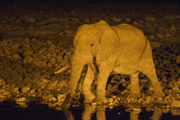 African elephant (Loxodonta africana) bull at floodlit waterhole of the Okaukuejo Camp during night