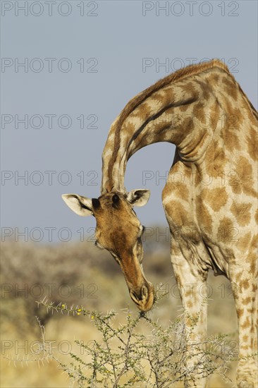 South African giraffe (Giraffa camelopardalis giraffa) female