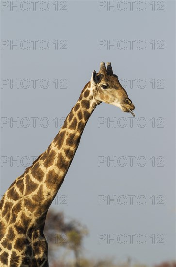 South African giraffe (Giraffa camelopardalis giraffa) male sticking out tongue