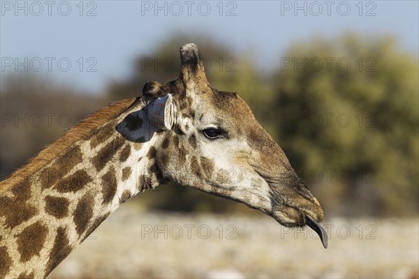 South African giraffe (Giraffa camelopardalis giraffa) male sticking out tongue