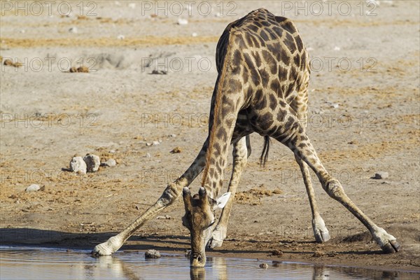 South African giraffe (Giraffa camelopardalis giraffa) male drinking at waterhole