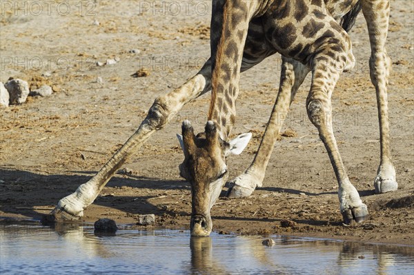 South African giraffe (Giraffa camelopardalis giraffa) male drinking at waterhole