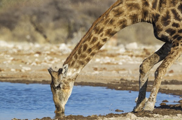 South African giraffe (Giraffa camelopardalis giraffa) male drinking at waterhole