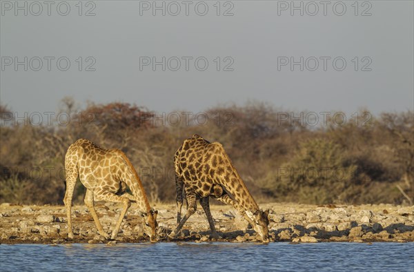 South African giraffes (Giraffa camelopardalis giraffa)