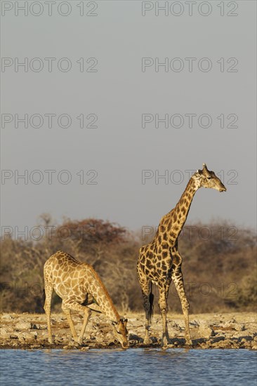 South African giraffes (Giraffa camelopardalis giraffa)