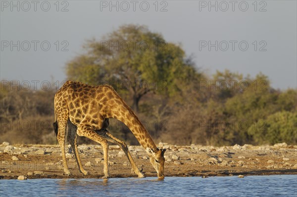 South African giraffe (Giraffa camelopardalis giraffa) male drinking at waterhole