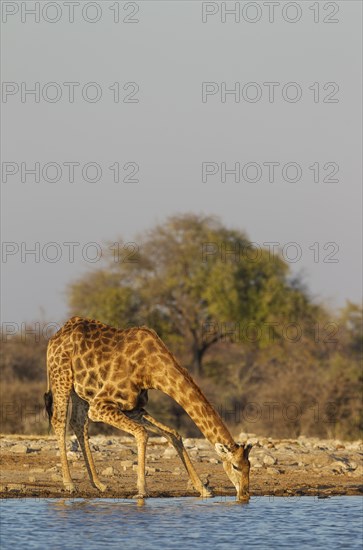 South African giraffe (Giraffa camelopardalis giraffa) male drinking at waterhole
