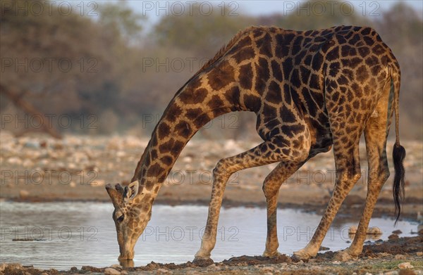 South African giraffe (Giraffa camelopardalis giraffa) male drinking at waterhole