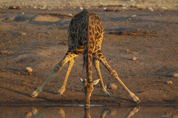 South African giraffe (Giraffa camelopardalis giraffa) male drinking at waterhole