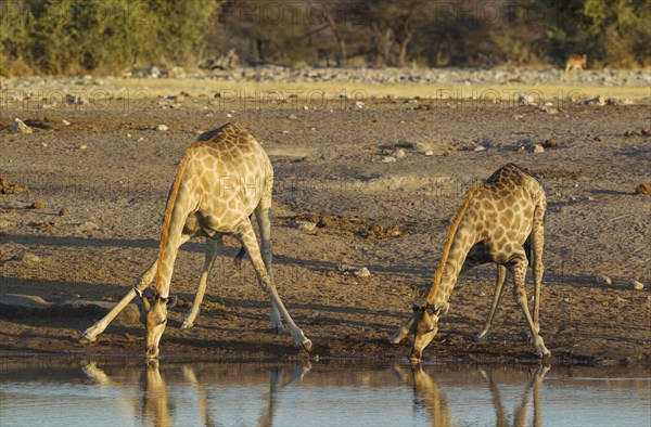 South African giraffe