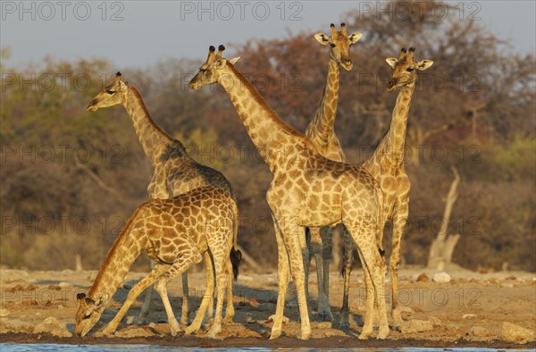 South African giraffes (Giraffa camelopardalis giraffa)