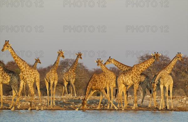 South African giraffes (Giraffa camelopardalis giraffa) meeting at waterhole