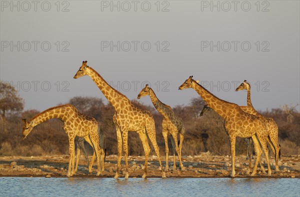 South African giraffes (Giraffa camelopardalis giraffa) meeting at waterhole