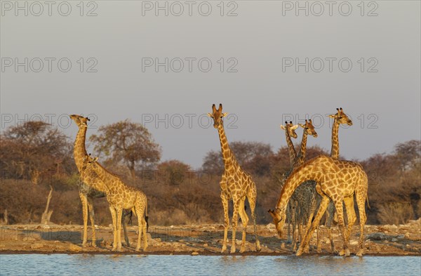 South African giraffes (Giraffa camelopardalis giraffa) meeting at waterhole