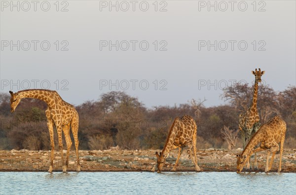 South African giraffes (Giraffa camelopardalis giraffa)