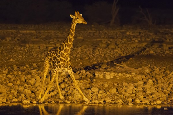 South African giraffe (Giraffa camelopardalis giraffa) male at floodlit waterhole of Okaukuejo Camp during night