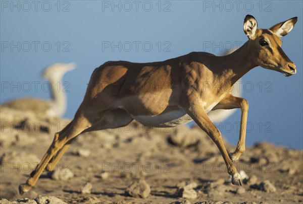 Black-Faced Impala (Aepyceros melampus petersi)