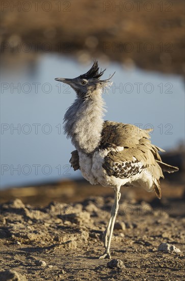 Kori bustard (Ardeotis kori)