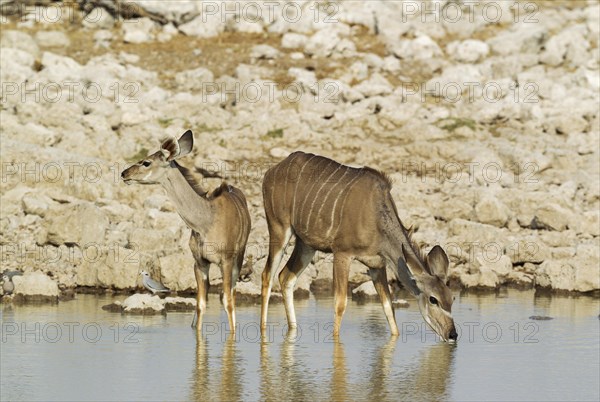 Greater kudu (Tragelaphus strepsiceros)