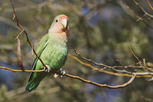 Rosy-faced lovebird (Agapornis roseicollis) adult