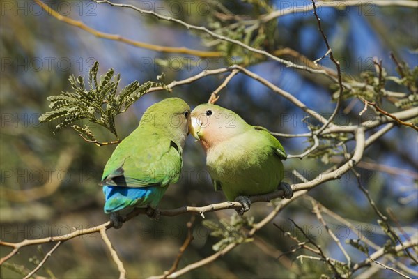 Rosy-faced lovebirds (Agapornis roseicollis)