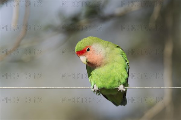 Rosy-faced lovebird (Agapornis roseicollis) adult on wire fence