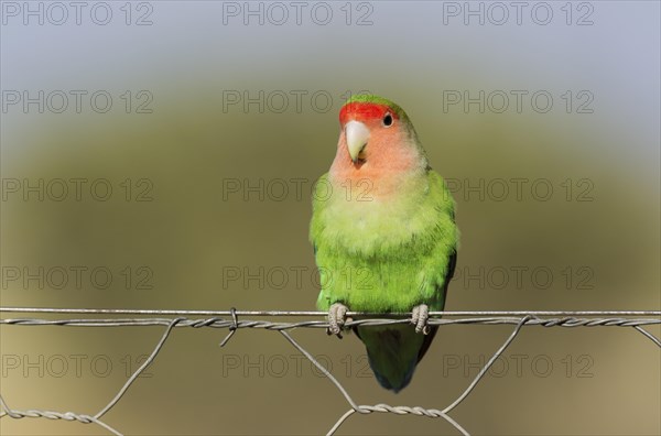 Rosy-faced lovebird (Agapornis roseicollis) adult on wire fence